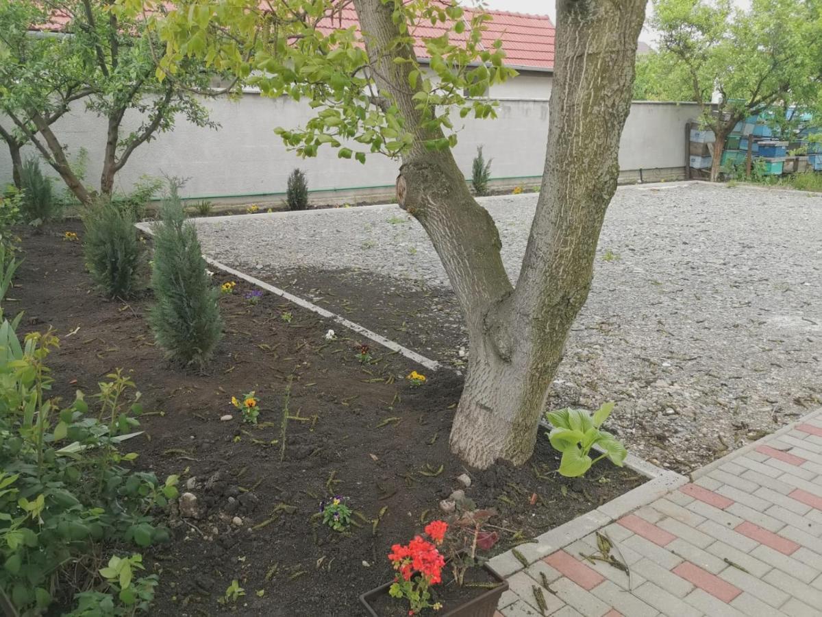 Pensiunea Albina Sinnicoara Exteriör bild